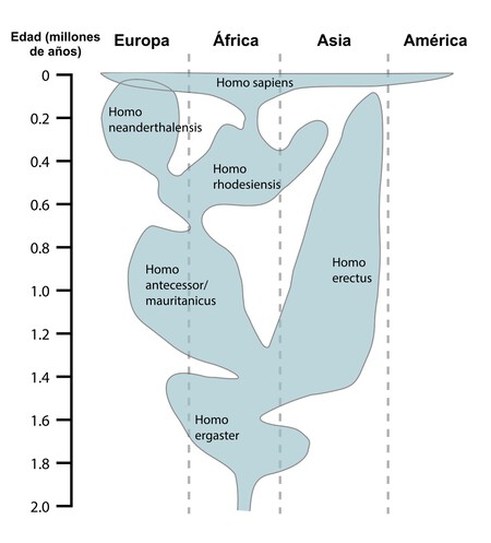 Human Evolution Chart Es