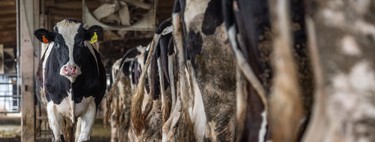 España está tirando a la basura diariamente 600.000 litros de leche en buen estado. Por un buen motivo 