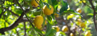 De la fiebre a la crisis del limón: por qué en España hay 400 millones de kilos de fruta que nadie quiere recoger
