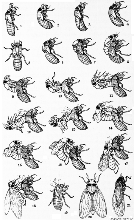 Snodgrass Periodical Cicada Transformation 2