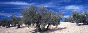Algo está pasando con el aceite de oliva: por primera vez en años, la lluvia y la "sobreoferta" tiran del precio hacia abajo