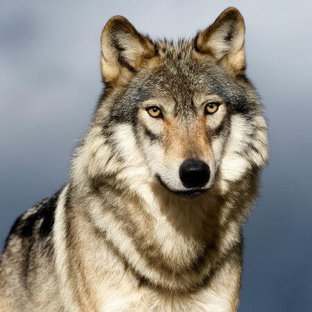 Wm Photorealism A Close Up Of A Sleek Wolf Perched Regally In Front Of Gray Background In A High Resolution Photograph With Detailed Fine Details Isolated On A Plain Stock Photo With Color Grading In The Style Of A Hyper Realistic Style