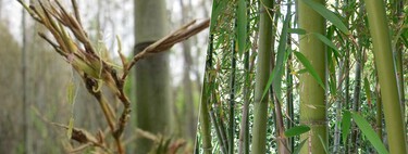 Después de 120 años de crecimiento, un bambú japonés acaba de florecer. Y eso es un problema