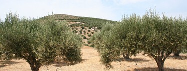 El aceite de oliva español acaba de superar uno de sus momentos más críticos: una floración óptima de los olivares