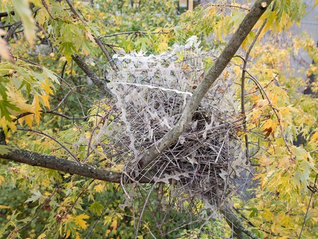 Magpie Nest 0
