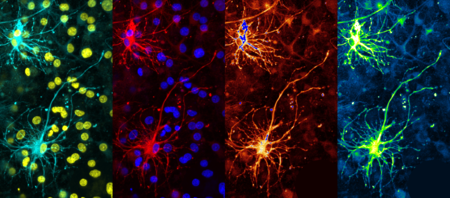 Warhol S Neuron