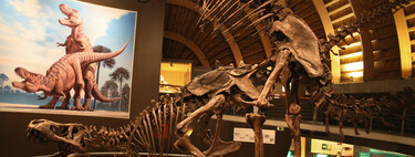 Museos con dinosaurios hay muchos, pero con una pareja de Tiranosaurios teniendo sexo solo uno (y está en Asturias) 