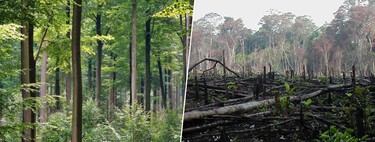 Estamos reforestando Europa con árboles que no llegarán al 2100. Si no los matan las plagas, lo hará el cambio climático 